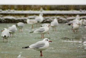 Gaivotas caminham sobre canal congelado em Paris