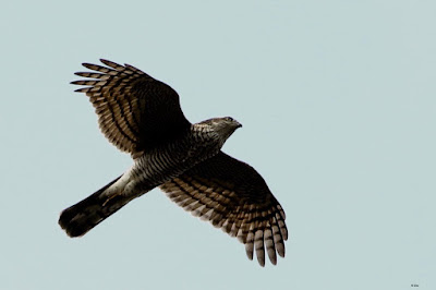 Eurasian Sparrowhawk