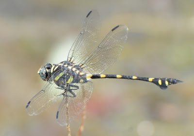 Common Flangetail (Ictinogomphus decoratus)