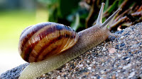 Snail photos_Gastropoda