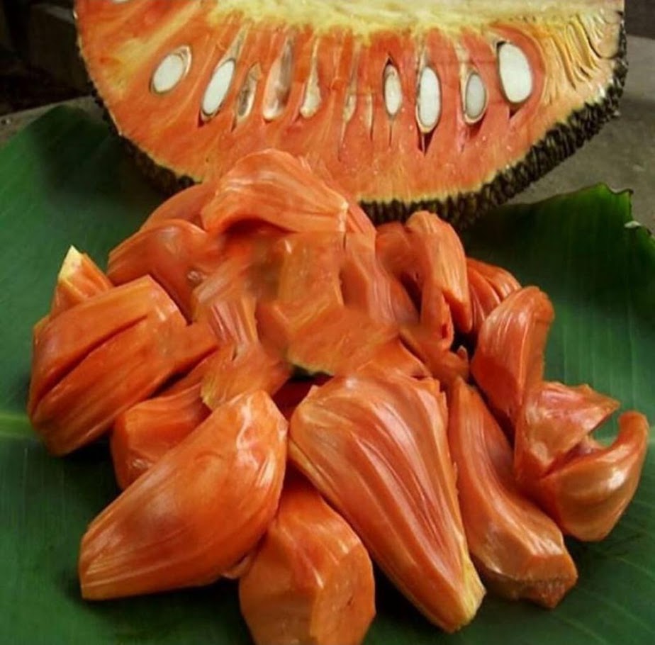 Nangka Merah 3 Sumatra Utara