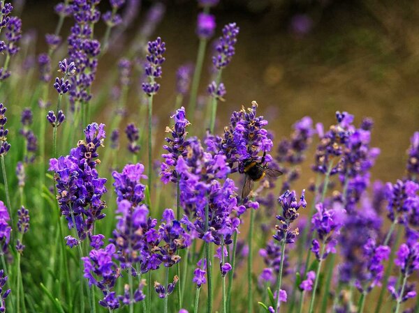 Cara merawat lavender