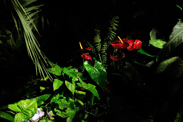 Red Orchid Flowers in a Tropical Greenhouse