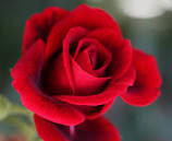 Love Rose 12
