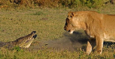 Three Lionesses vs Crocodile Seen On www.coolpicturegallery.us