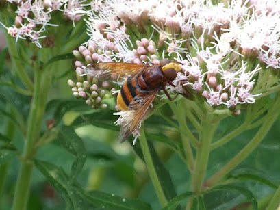 Hornet hoverfly. Photo: Hilary Ash