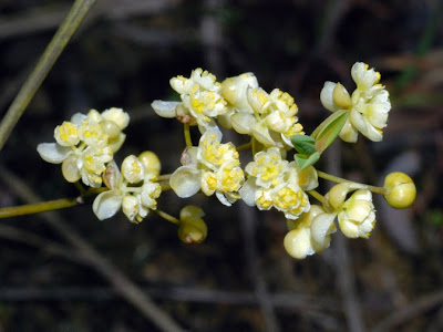 [最も共有された！ √] 胡椒花 711706-胡椒花椒麻椒