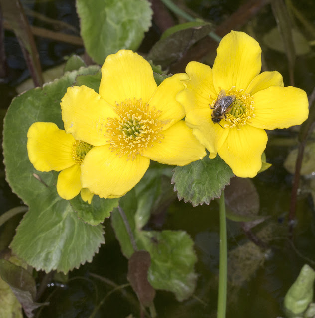 Bee on a Marsh Marigold, Caltha palustris, in the pond in Spring Park, 24 April 2013.