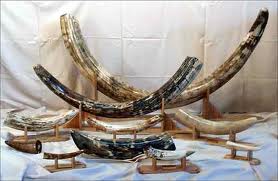 fossils tusk mammoth 