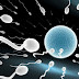 HOW TO INCREASE SPERM COUNT IN MALE 