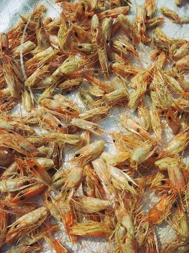 Zero Investment High Profit Fish Scale Marine Collagen Business Ideas - Shrimp Shell