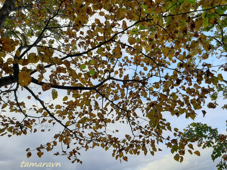 Липа амурская (Tilia amurensis)