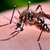 SAÚDE - Saiba mais sobre a dengue,chikungunya,e o virus zica