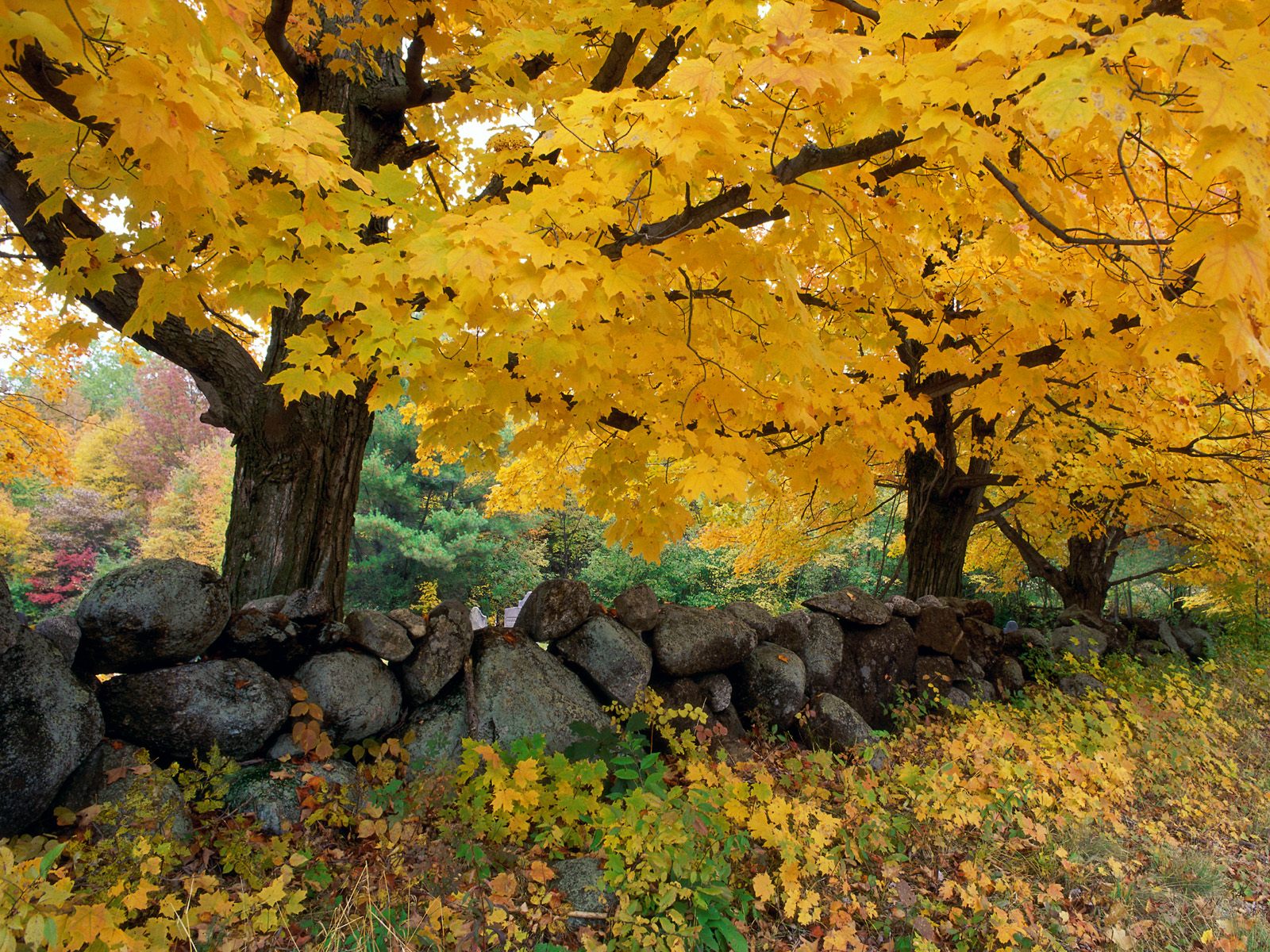 Wallpaperofflowers Gambar Pemandangan Musim Gugur Yang Sangat Indah