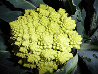 Natalino broccoli