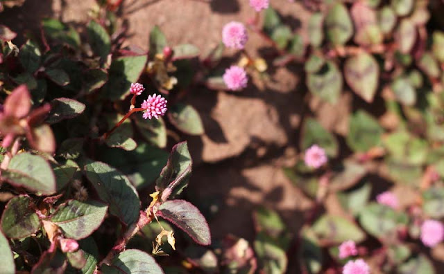 Persicaria Capitata Flowers Pictures