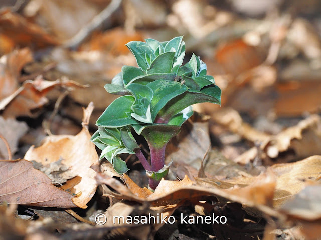 フデリンドウ　芽生え