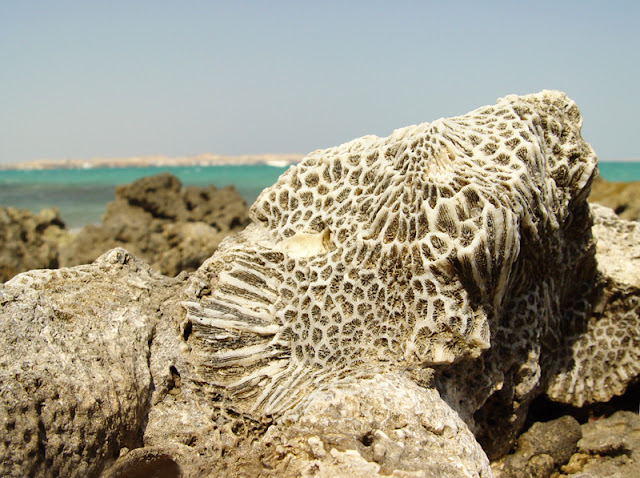 corals Hurghada Red sea