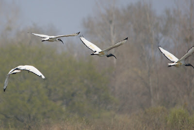 Hillige Wylpreager - Heilige Ibis - Threskiornis aethiopicus