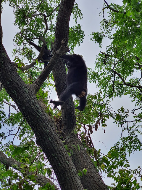 Trekking com chimpanzés na Tanzânia