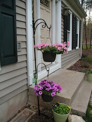 petunias hanging from a wrought iron hooks