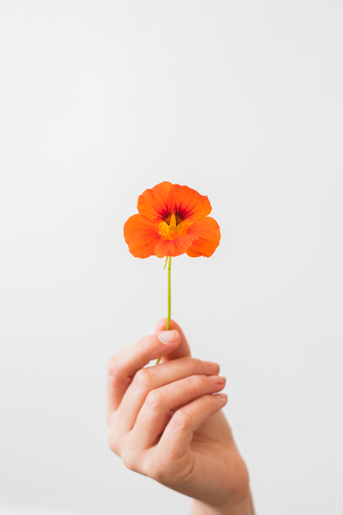 nasturtium flower