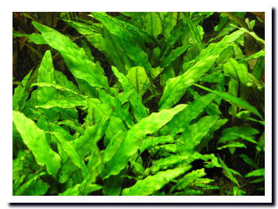 水草 茶色くなる 217527-水草 茶色くなる