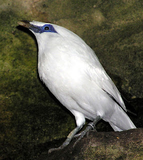 Nusa Penida Bird Sanctuary