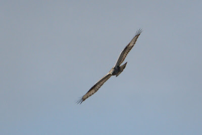 Rûchpoat - Ruigpootbuizerd - Buteo lagopus