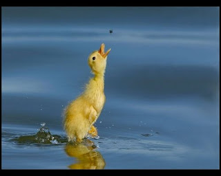صور صغار البط    -  duck-bat-بط
