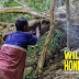 PALAWAN | Harvesting wild honey