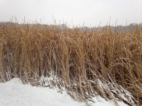 snow-covered marsh