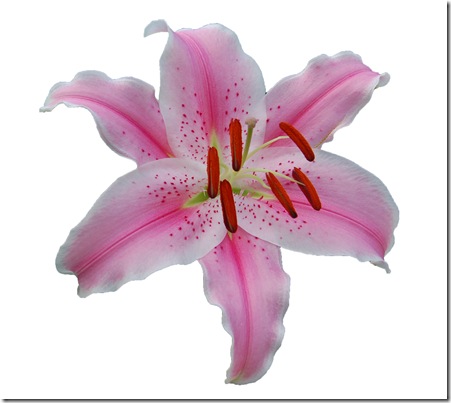 Lily 1