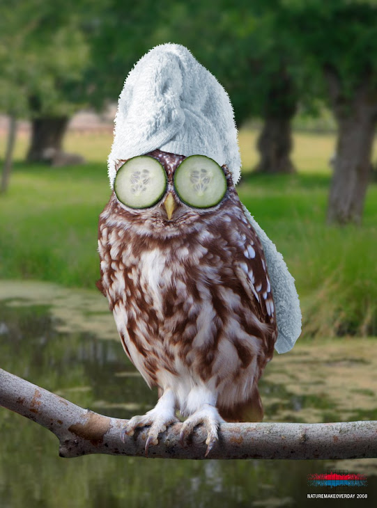 nature owl