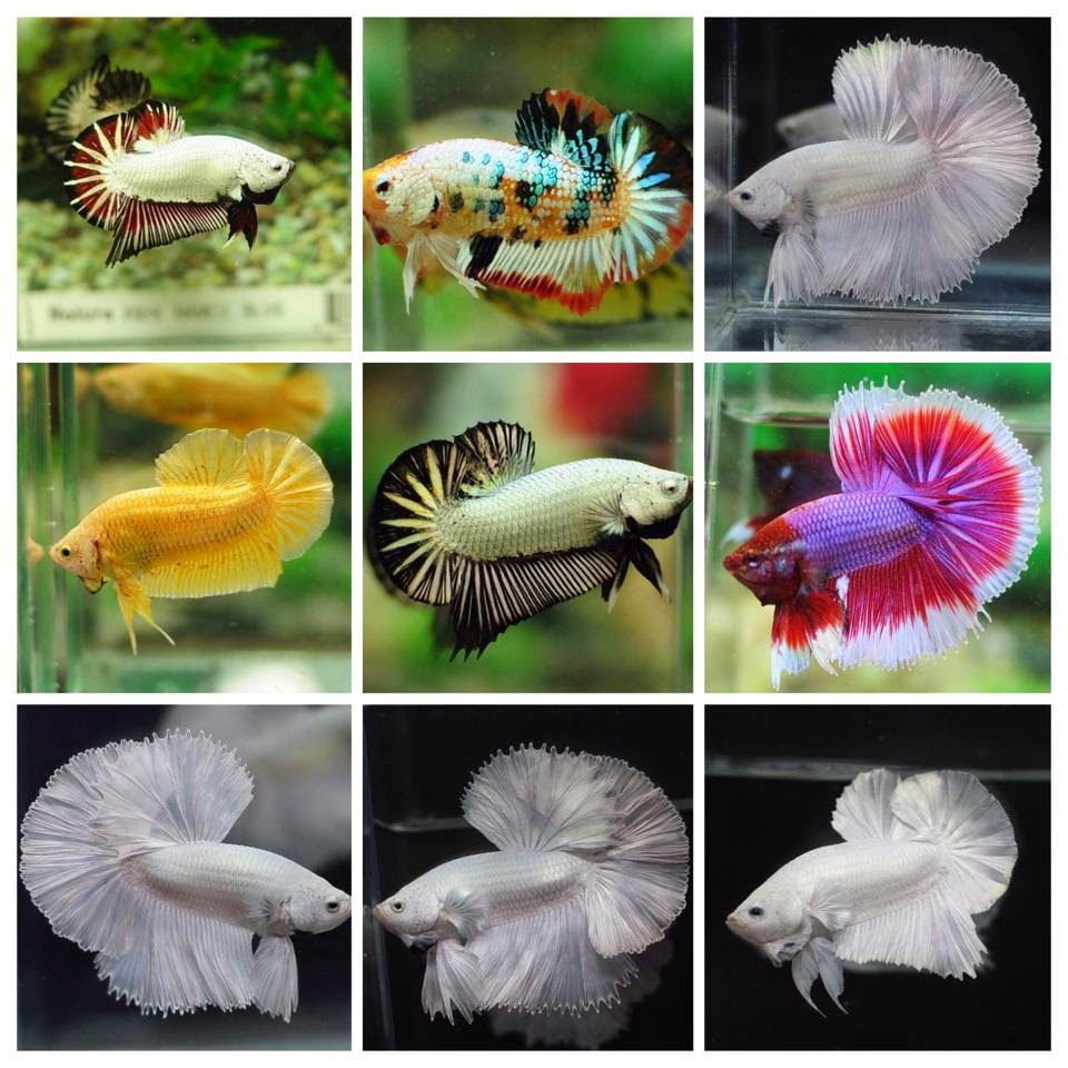 Now, this may get a little confusing, because betta fish are often categorized by the types of fins and tails they have, as well as by their color patterns and variation. All About Betta Fish Types Of Betta Fish