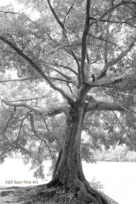 tree photograph, The Chattahoochee River