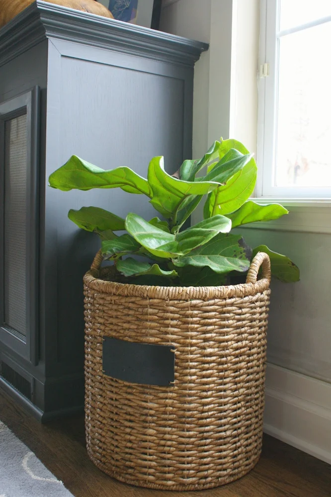 caring for fiddle leaf figs