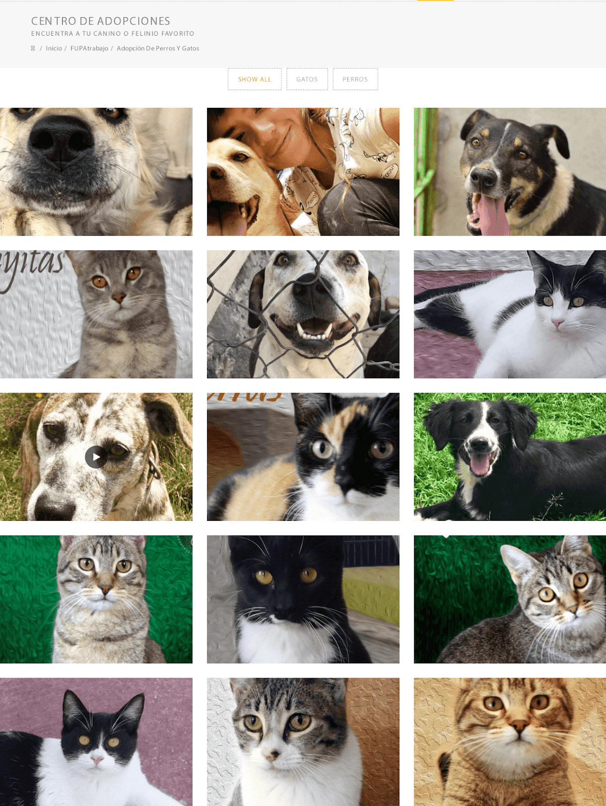Galeria perros y gatos en adopcion