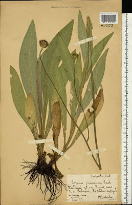Бодяк венгерский (Cirsium pannonicum)