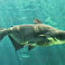 Live as One of Big Freshwater Fish, The Mekong River Giant Catfish 