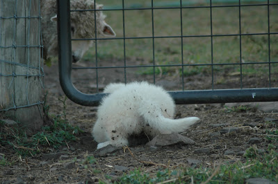 Sheeps and Peeps Farm: Meet Belladonna