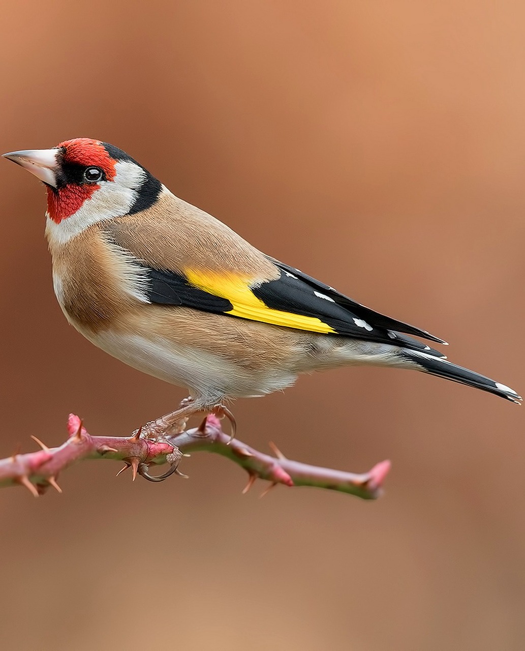 Beautiful and colorful goldfinch.