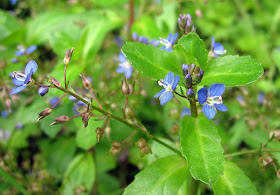 Brooklime, Veronica beccabunga, on a wet Ravensbourne Meadow. 28 May 2011.