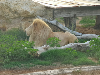  سفاري العين Al Ain Safari / حديقة الحيوانات بالعين Al Ain zoo