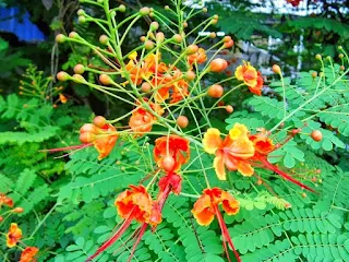 BUNGA KEMBANG MERAK UNTUK PENGOBATAN HERBAL YANG MUJARAB