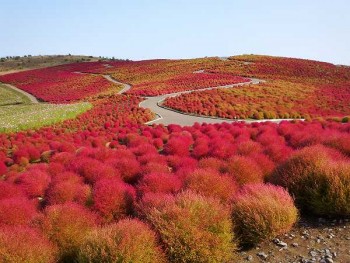 Hitachi_Seaside_Park