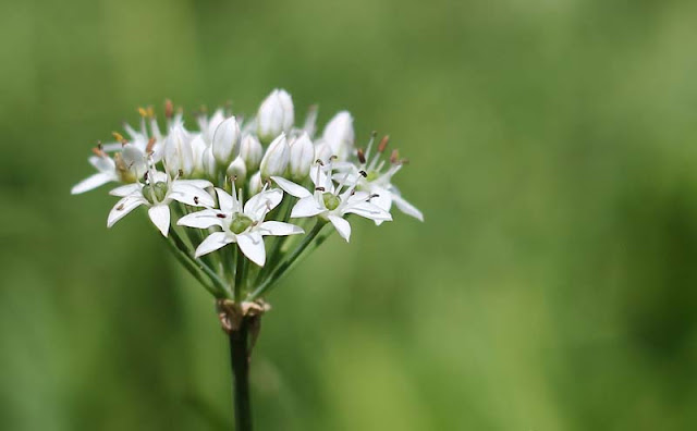 Garlic Chives Flowers Pictures