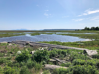 Boundary Bay Wetlands