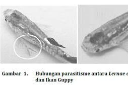 Macam-Macam Simbiosis pada Biota Air beserta Contohnya