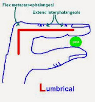 Anatomy Mnemonics Collections for Medical Students Set-4